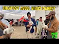 Buying Heera Aseel Murgha from Birds Market Cheapest Birds Market 2025 Mandi Vlog