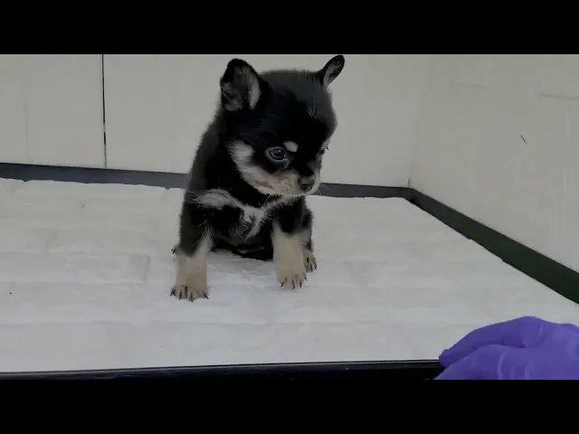 動画