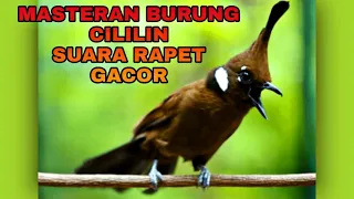 Download Masteran Burung Cililin Suara Rapet Panjang, Cocok Buat Masteran Murai Batu, Cucak Ijo, Cendet, dll MP3