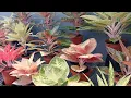 Download Lagu Panen Raya aglaonema Istimewa Dari slEman yogyakarta| harga mapan aglonema koleksian|