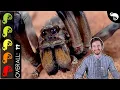 Giant Wolf Spider The Best Pet Invertebrate