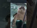 Download Lagu Alligator snapping turtle vs chana  #chana  #alligatorsnappingturtle
