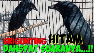 Download Burung Srigunting Hitam Gacor Suaranya Unik Variasi || Burung Saeran Jawa Barat MP3