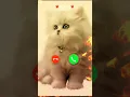 Download Lagu MI ringtone sound effect #cat #call #ringtone #calling