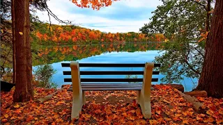 موسيقى مسلسل الأوراق المتساقطة 