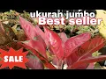 Lagu Promo Big sale ‼️ Jumboan dan Harga Ramah Di kantong,eps.2039