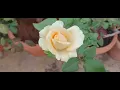 Rose - Peach Avalanche