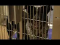 Power has been fully restored at the Humane Society of Southwest Missouri