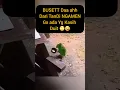 Download Lagu BURUNG NGAMEN LUCU #funny #funnyshorts #burunglucu #burung
