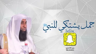 جمل يشتكي للنبي ﷺ   بدر المشاري دندنها
