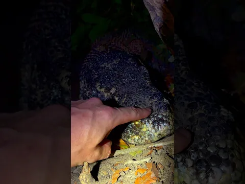 I booped a Komodo dragon! #komododragon#reptiles#wildlife#nature#adventure#animals#shorts#snake#wow