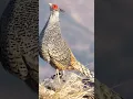 Download Lagu #The kalij pheasant # kalij bird sound #beautiful  voice#Kalij beautiful bird