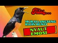 Lagu pancingan murai batu AGAR BUNYI jitu untuk JADIKAN murai batu GACOR EMOSI❗