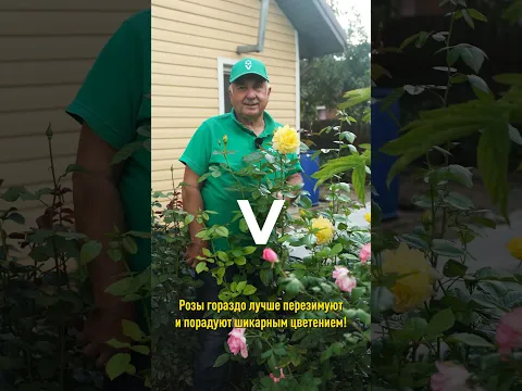 Розы без потерь перезимуют и будут шикарно цвести в следующем году, если сделать так в сентябре!