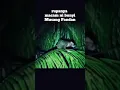 Suara musang pandan di malam hari. #musang #hewaneksotis  #musangpandan #musangakar #musangbulan