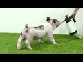 Flatland Showpigs XG 27-4