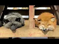 Japan s Snow Fox Village Enter a world inhabited by 100 fluffy foxes