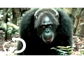Most Brutal Chimpanzee Society Ever Discovered Rise of the Warrior Apes