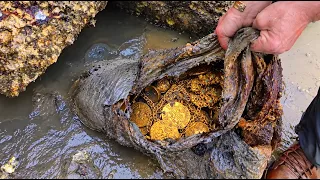 Tesouro de antigo Nalfragio Encontrado em Praia