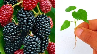 شاهد كيف يتم زراعة  التوت الشامي دندنها