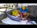 Download Lagu Mengolah Kepala Marlin Jadi Makanan Lezat | JEJAK SI GUNDUL (16/06/25)
