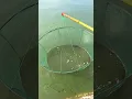 Download Lagu Outdoor fishing | Fishing net. #trap #breed