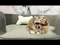 Pomeranian F at Furry Babies Portage