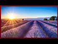STUDY OVERVIEW Lavender Sleep Quality