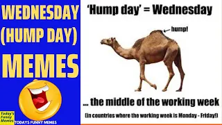 Todays Funny Memes - hump day meme Wednesday meme