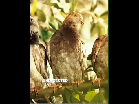 Have you ever eaten noodles made from bird droppings.. #viralshorts