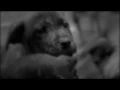 Fixing the Pet Problem Monday at 10pm on KSL