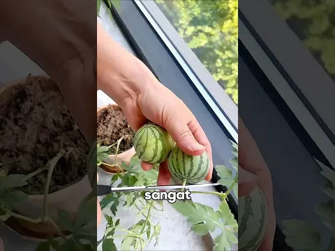 buah semangkanya sangat kecil tapi matang sempurna#shorts #shortvideo