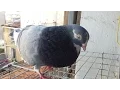 Download Lagu Pigeon singing 2