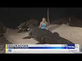 Alligator Alley s largest gator ever returns home with Baldwin County Sheriff s escort
