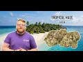 Tropical Haze Strain Review Like Smoking A Tropical Smoothie