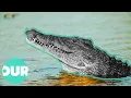 Download Lagu This Village Is Under Attack By Man-Eating Crocodiles | Our World