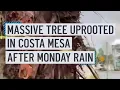 Massive tree uprooted in Costa Mesa