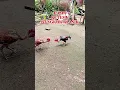 pama ketemu bangkok klasik #shortvideo #ayam #tipspraktis #funny #tips #ayambangkok