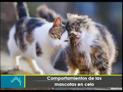 Comportamiento de las mascotas en celo