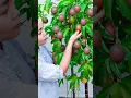 Download Lagu Tips for growing passion fruit at home