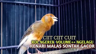 kenari gacor panjang cuit cuit emosi pancingan kenari paud belajar bunyi terapi ampuh kenari macet