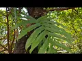Download Lagu Nature Instrument for Content Backsound No Copyright