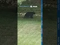 Bear caught on camera in Rhode Island
