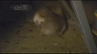                     دندنها