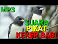 Download Lagu Suara pikat Kekep Babi Suara Jernih Memanggil Kekep Babi Liar