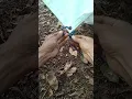 Tarp-hoekknoop ⛺ Eenvoudig maar werkt goed