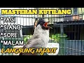 Download Lagu kutilang gacor TARUNG buat pancingan kutilang agar bunyi jadikan burung kutilang gacor