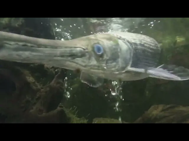 Download MP3 Aligator Ikan Mirip Buaya – Serem #tamansafaribogor