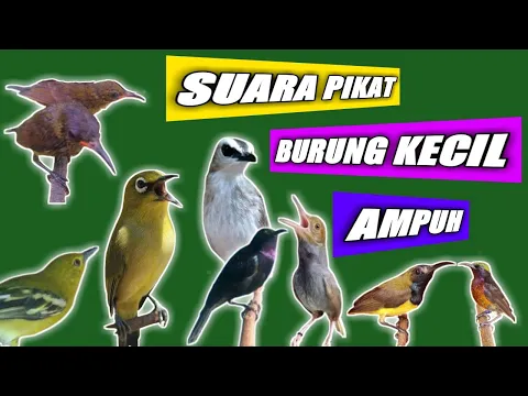 Suara Pikat Burung Trucukan Ribut Kombinasi Burcil Paling Ampuh Konco Ocehan Manuk