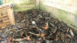 Download PANEN KEPITING!! asli kepitingnya tetap banyak keluar  meskipun suda beberapa kali di keringkan MP3